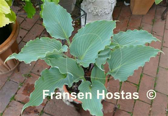 Hosta Skywriter